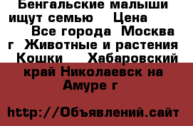 Бенгальские малыши ищут семью) › Цена ­ 5 500 - Все города, Москва г. Животные и растения » Кошки   . Хабаровский край,Николаевск-на-Амуре г.